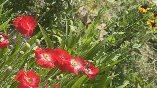 姓梁丘女孩四个