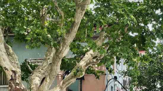 欧姓女孩名字属