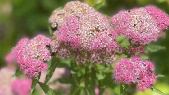 左丘姓女孩名字