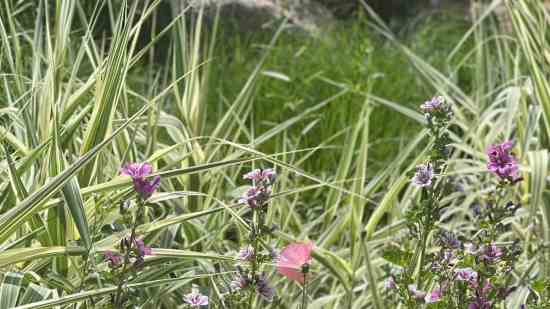 马年西门姓女孩