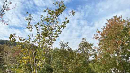 宠物名字好听萌