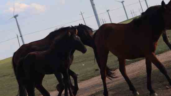 香肠派对手游好听的游戏id